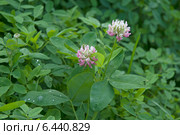 Цветы клевера в траве (Trifolium pratense) Стоковое фото, фотограф Svet / Фотобанк Лори