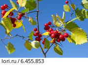 Боярышник обыкновенный  (лат. Crataegus laevigata) на фоне голубого неба. Стоковое фото, фотограф Елена Коромыслова / Фотобанк Лори