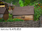 Абхазия, колодная пасека по дороге на озеро Рица (2014 год). Редакционное фото, фотограф Игорь Потапов / Фотобанк Лори