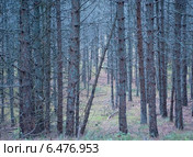 Стволы сосен в лесу. Стоковое фото, фотограф Svet / Фотобанк Лори