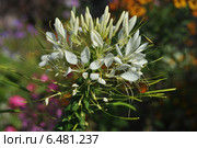 Клеома колючая (Cleoma spinosa), сорт Белая королева (White Queen) Стоковое фото, фотограф lana1501 / Фотобанк Лори