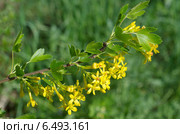 Цветущая смородина золотистая (лат. Ribes aureum) Стоковое фото, фотограф Елена Коромыслова / Фотобанк Лори