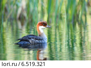 Луток, Mergus albellus, Mergellus albellus, Smew. Стоковое фото, фотограф Василий Вишневский / Фотобанк Лори