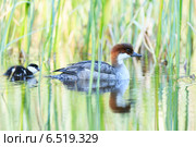 Луток, Mergus albellus, Mergellus albellus, Smew. Стоковое фото, фотограф Василий Вишневский / Фотобанк Лори