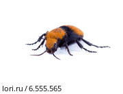 Бескрылая  оса - немка, убийца коров, бархатный муравей (лат. Mutillidae). Изолировано на белом фоне. Стоковое фото, фотограф Ирина Кожемякина / Фотобанк Лори
