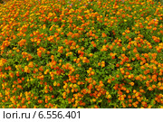 Растительный фон из цветущей лантаны (лат. Lantana camara L.) Стоковое фото, фотограф Виктория Катьянова / Фотобанк Лори