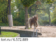 Слон в зоопарке. Стоковое фото, фотограф Анастасия Улитко / Фотобанк Лори