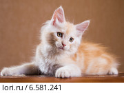 Котенок породы мейн-кун. Стоковое фото, фотограф Gagara / Фотобанк Лори