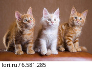Три котенка породы мейн-кун. Стоковое фото, фотограф Gagara / Фотобанк Лори