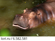 Бегемот дремлет в воде. Стоковое фото, фотограф Григорий Писоцкий / Фотобанк Лори