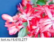 Цветки Декабриста крупным планом на синем фоне. Стоковое фото, фотограф E. O. / Фотобанк Лори