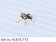 Зеленый жук мягкотелка красноногая (Cantharis rustica) на поликарбонате. Стоковое фото, фотограф Евгений Ткачёв / Фотобанк Лори