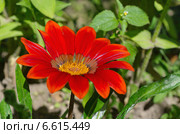 Газания, или гацания жестковатая (лат. Gazania splendens) крупным планом. Стоковое фото, фотограф Елена Коромыслова / Фотобанк Лори