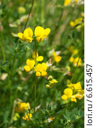 Чина луговая (лат. Lathyrus pratensis) Стоковое фото, фотограф Елена Коромыслова / Фотобанк Лори