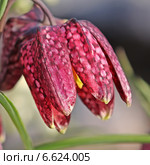 Рябчик шахматный. Рябчик (Fritillaria) — род многолетних травянистых растений семейства Лилейные. Цветок крупно. Стоковое фото, фотограф Евгений Мухортов / Фотобанк Лори