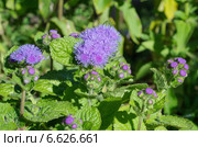 Агератум "Голубая муфточка" (лат. Ageratum) Стоковое фото, фотограф Елена Коромыслова / Фотобанк Лори