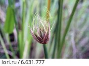 Папирус или Сыть папирусная (лат. Cyperus papyrus) Стоковое фото, фотограф Irina Opachevsky / Фотобанк Лори