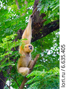 Yellow cheeked gibbon. Стоковое фото, фотограф Александр Подшивалов / Фотобанк Лори