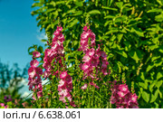 Сидальцея мальвоцветковая (лат. Sidalcea malviflora) Стоковое фото, фотограф Ольга Сейфутдинова / Фотобанк Лори