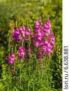 Сидальцея мальвоцветковая (лат. Sidalcea malviflora) Стоковое фото, фотограф Ольга Сейфутдинова / Фотобанк Лори