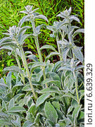 Чистец шерстистый  или Стахис (Stachys) Стоковое фото, фотограф Евгений Мухортов / Фотобанк Лори