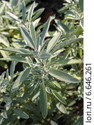 Шалфей лекарственный (Salvia officinalis) Стоковое фото, фотограф Наташа Антонова / Фотобанк Лори