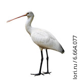 Eurasian Spoonbill. Стоковое фото, фотограф Яков Филимонов / Фотобанк Лори