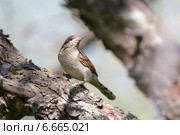 Вертишейка, Jynx torquilla, Eurasian Wryneck. Стоковое фото, фотограф Василий Вишневский / Фотобанк Лори