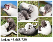 Коллаж о двух забавных норках, играющих летом на траве (лат. Mustela lutreola) Стоковое фото, фотограф Виктория Катьянова / Фотобанк Лори