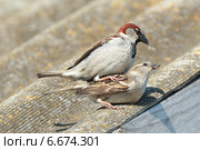 Воробей домовый, Passer domesticus, House Sparrow. Стоковое фото, фотограф Василий Вишневский / Фотобанк Лори