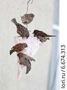 Воробей домовый, Passer domesticus, House Sparrow. Стоковое фото, фотограф Василий Вишневский / Фотобанк Лори