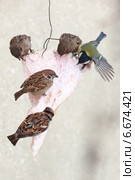 Воробей полевой, Passer montanus, Tree Sparrow. Стоковое фото, фотограф Василий Вишневский / Фотобанк Лори