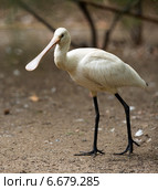 Eurasian Spoonbill. Стоковое фото, фотограф Яков Филимонов / Фотобанк Лори