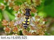 Журчалка ильница пижамная (Helophilus pendulus) Стоковое фото, фотограф Ирина Черкашина / Фотобанк Лори