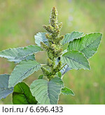 Амарант запрокинутый или Щирица запрокинутая ( Amaranthus retroflexus ) Стоковое фото, фотограф Евгений Мухортов / Фотобанк Лори