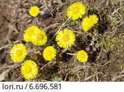 Мать-и-мачеха обыкновенная (лат. Tussilago farfara) Стоковое фото, фотограф Елена Коромыслова / Фотобанк Лори