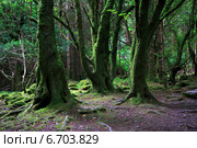 Реликтовые леса в Торк-Маунтин. Национальный парк Килларни. Стоковое фото, фотограф Юлия Машкова / Фотобанк Лори