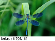 Блестящая красотка (лат. Calopteryx splendens) — стрекоза, принадлежащая к семейству Красотки. Стоковое фото, фотограф Oleg Moiseykin / Фотобанк Лори