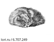 Кошка проснулась - The cat woke up. Стоковая иллюстрация, иллюстратор Марина Ефремова / Фотобанк Лори