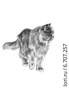 Кошка обходит свои владения - The cat bypasses the possession. Стоковая иллюстрация, иллюстратор Марина Ефремова / Фотобанк Лори