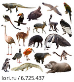 Set of animals of South America over white background. Стоковое фото, фотограф Яков Филимонов / Фотобанк Лори
