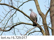 Вяхирь, Columba palumbus, Woodpigeon. Стоковое фото, фотограф Василий Вишневский / Фотобанк Лори