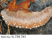 Гриб Трутовик окаймлённый (Fomitopsis pinicola). Проступившие капли жидкости на плодовом теле гриба. Стоковое фото, фотограф Евгений Мухортов / Фотобанк Лори