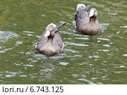 Гусь белолобый, Anser albifrons, White-fronted Goose. Стоковое фото, фотограф Василий Вишневский / Фотобанк Лори