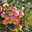 Рябина домашняя, садовая, крупноплодная - Sorbus domestica. Стоковое фото, фотограф Калюжная Вера / Фотобанк Лори