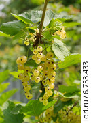 Гроздь белой смородины (лат. Ribes niveum) Стоковое фото, фотограф Елена Коромыслова / Фотобанк Лори