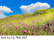 Облачное небо над сибирским разнотравьем. Стоковое фото, фотограф Евгений Мухортов / Фотобанк Лори