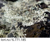 Лишайник на камне (Parmelia sulcata) Стоковое фото, фотограф Евгений Ткачёв / Фотобанк Лори