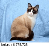 Кошка породы сноушу, сидящая на голубом фоне. Стоковое фото, фотограф Елена Васильева / Фотобанк Лори