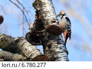 Дятел белоспинный, Dendrocopos leucotos, White-backed Woodpecker. Стоковое фото, фотограф Василий Вишневский / Фотобанк Лори